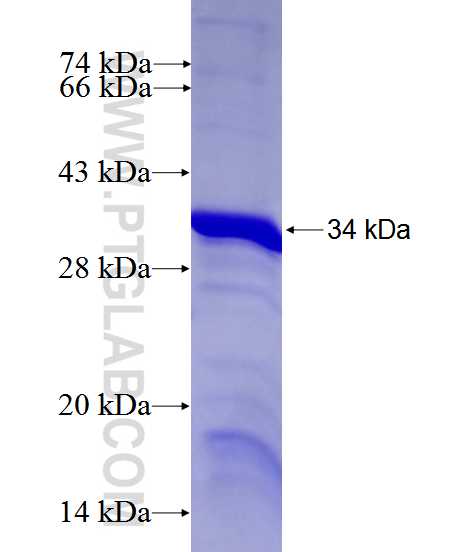 FUBP3 fusion protein Ag27931 SDS-PAGE