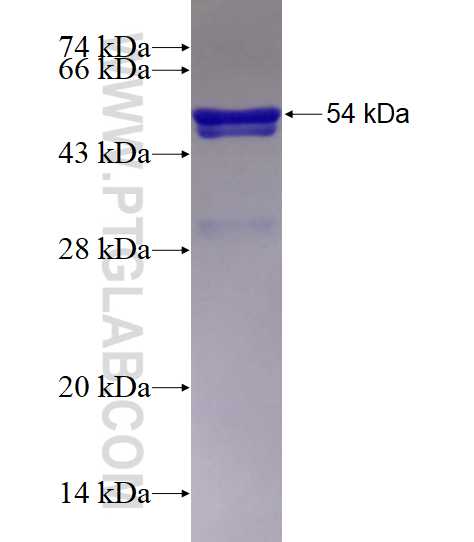 FUBP3 fusion protein Ag0974 SDS-PAGE