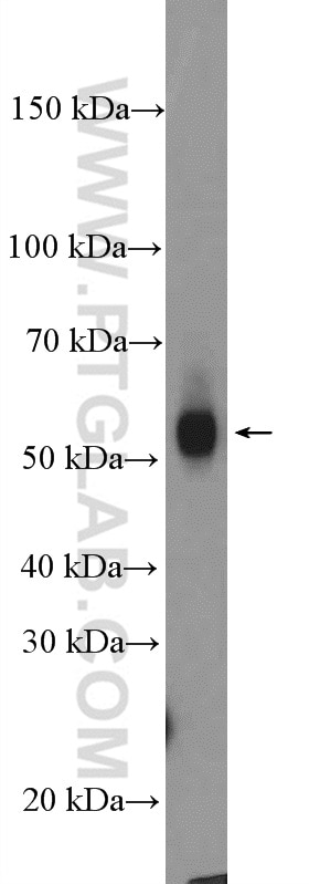 Western Blot (WB) analysis of mouse liver tissue using FUCA1 Polyclonal antibody (16420-1-AP)