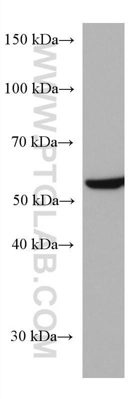 Western Blot (WB) analysis of HEK-293 cells using FUCA1 Monoclonal antibody (67251-1-Ig)