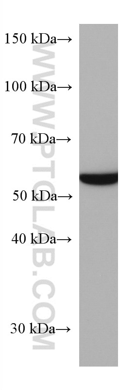 Western Blot (WB) analysis of HepG2 cells using FUCA1 Monoclonal antibody (67251-1-Ig)