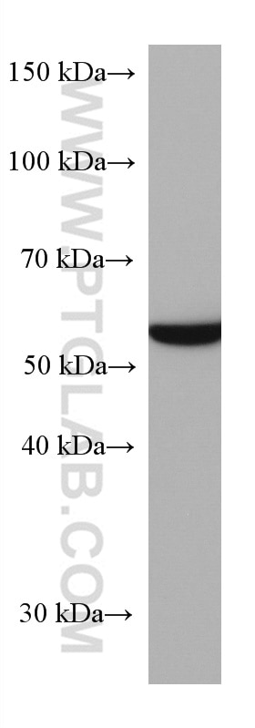 WB analysis of HepG2 using 67251-1-Ig