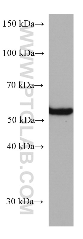 Western Blot (WB) analysis of K-562 cells using FUCA1 Monoclonal antibody (67251-1-Ig)