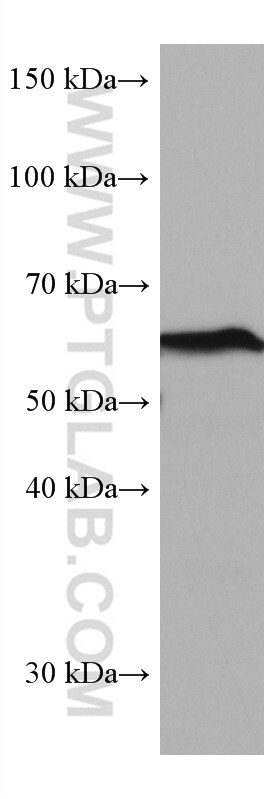 Western Blot (WB) analysis of NIH/3T3 cells using FUCA1 Monoclonal antibody (67251-1-Ig)