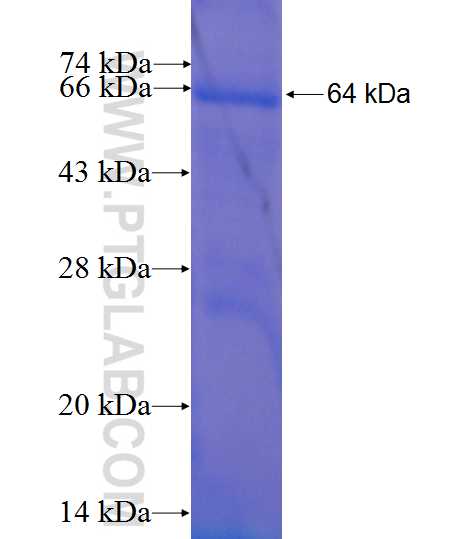 FUCA1 fusion protein Ag9612 SDS-PAGE