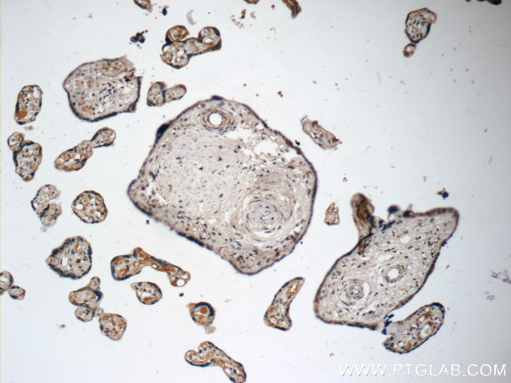 Immunohistochemistry (IHC) staining of human placenta tissue using FUCA2 Polyclonal antibody (15157-1-AP)