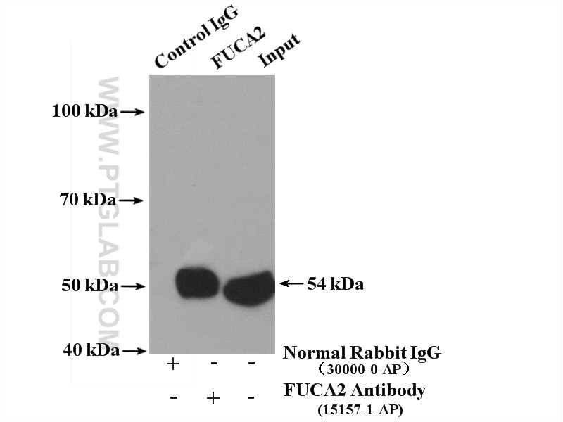 Immunoprecipitation (IP) experiment of mouse heart tissue using FUCA2 Polyclonal antibody (15157-1-AP)