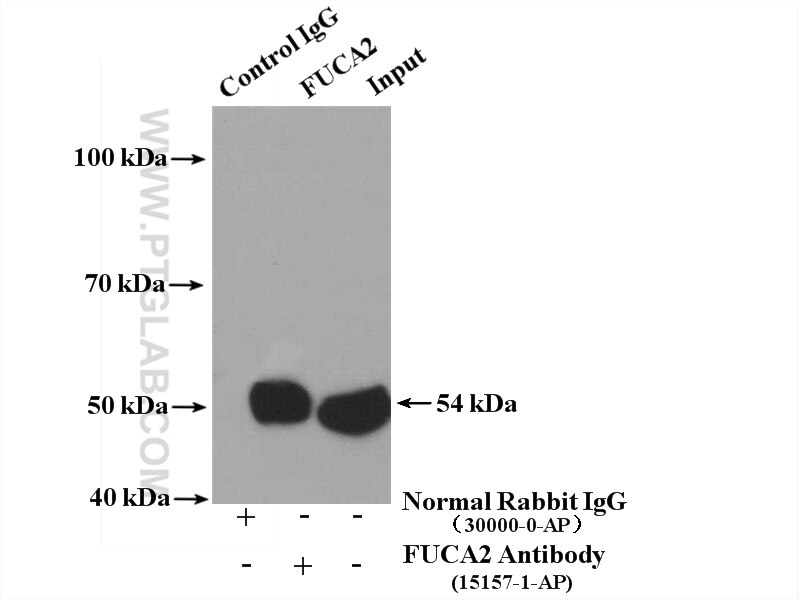 Immunoprecipitation (IP) experiment of mouse heart tissue using FUCA2 Polyclonal antibody (15157-1-AP)