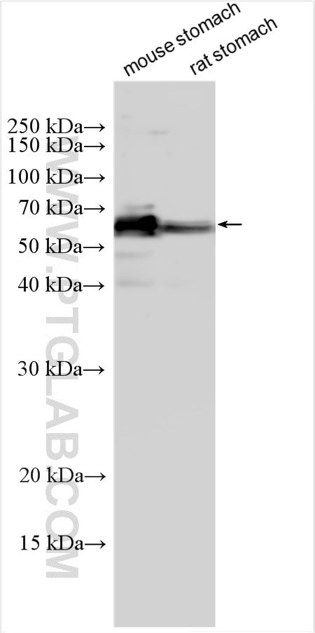 Western Blot (WB) analysis of various lysates using FUCA2 Polyclonal antibody (15157-1-AP)