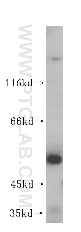 Western Blot (WB) analysis of human heart tissue using FUCA2 Polyclonal antibody (15157-1-AP)