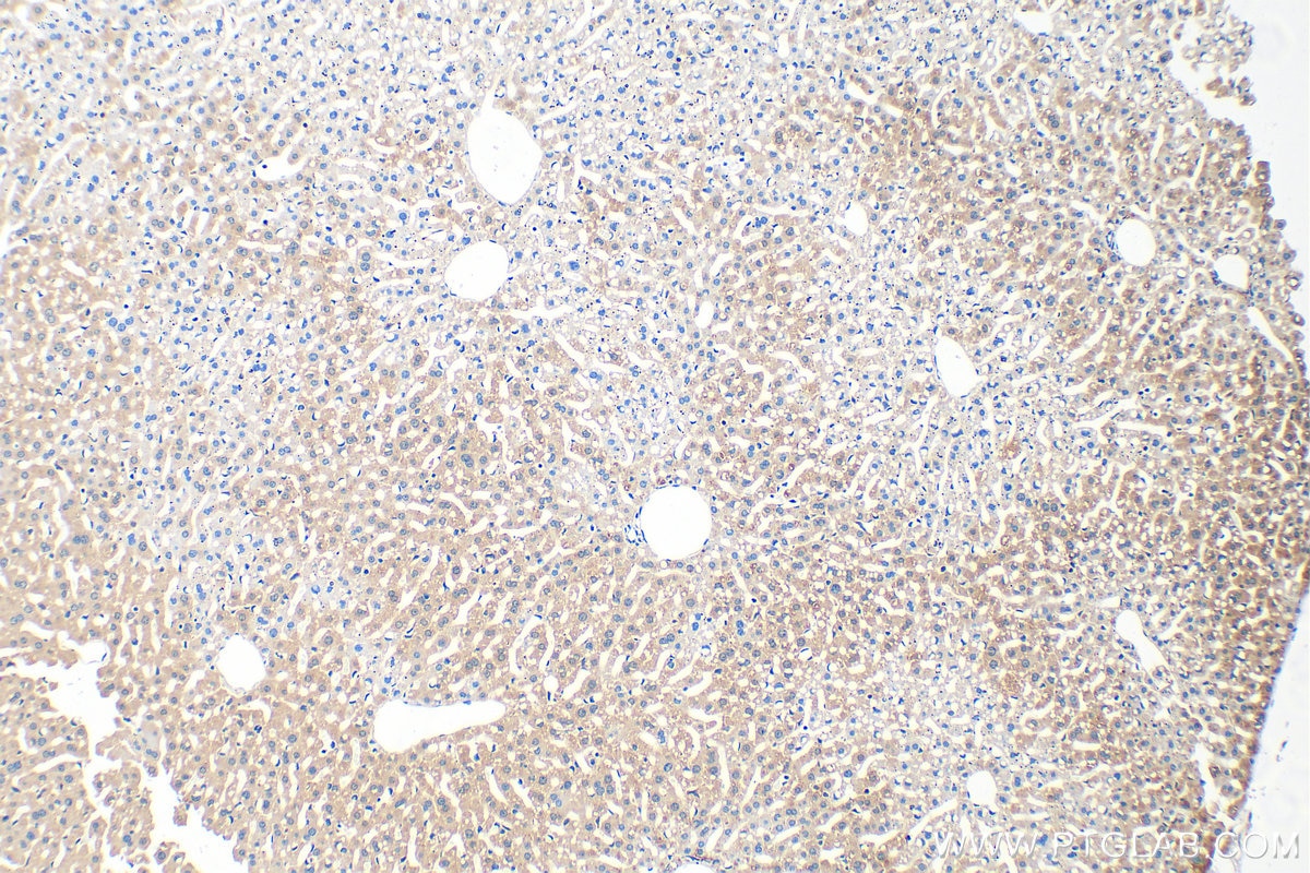 Immunohistochemistry (IHC) staining of mouse liver tissue using FUCA2 Polyclonal antibody (30080-1-AP)