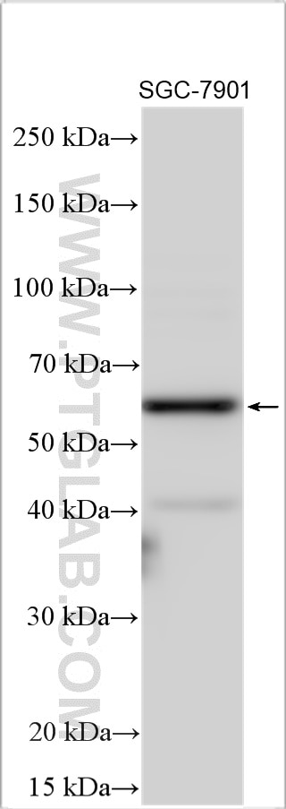 Western Blot (WB) analysis of various lysates using FUCA2 Polyclonal antibody (30080-1-AP)