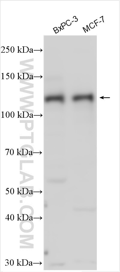 WB analysis using 13541-1-AP