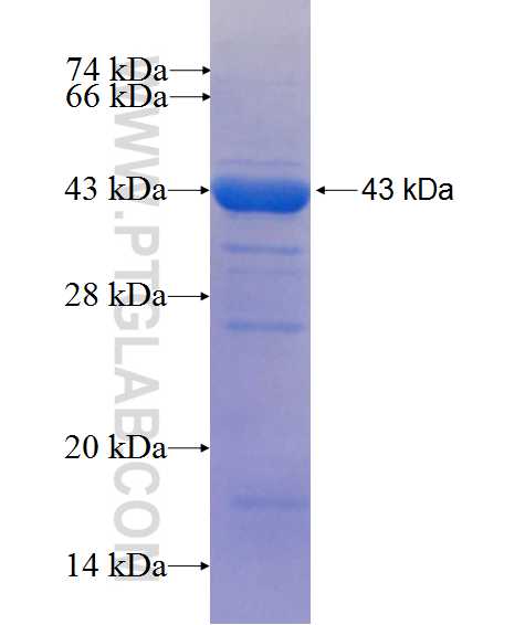 FUK fusion protein Ag5544 SDS-PAGE