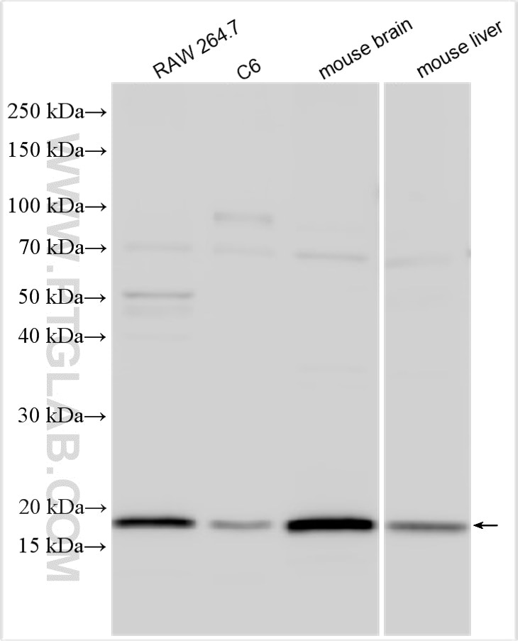 Western Blot (WB) analysis of various lysates using FUNDC1 Polyclonal antibody (28519-1-AP)