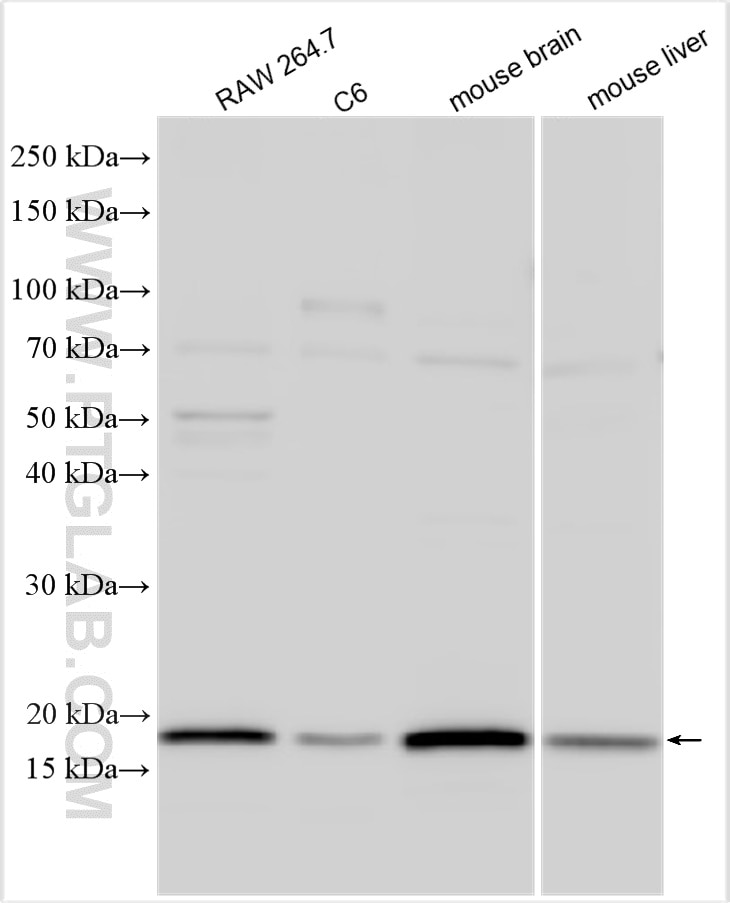 WB analysis using 28519-1-AP