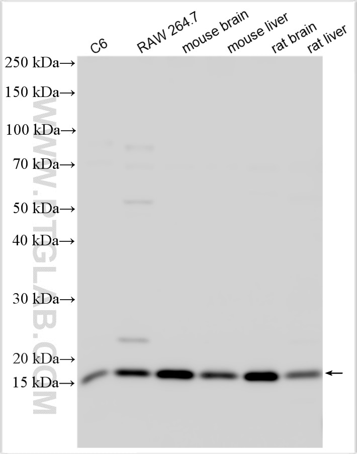 Western Blot (WB) analysis of various lysates using FUNDC1 Polyclonal antibody (28519-1-AP)