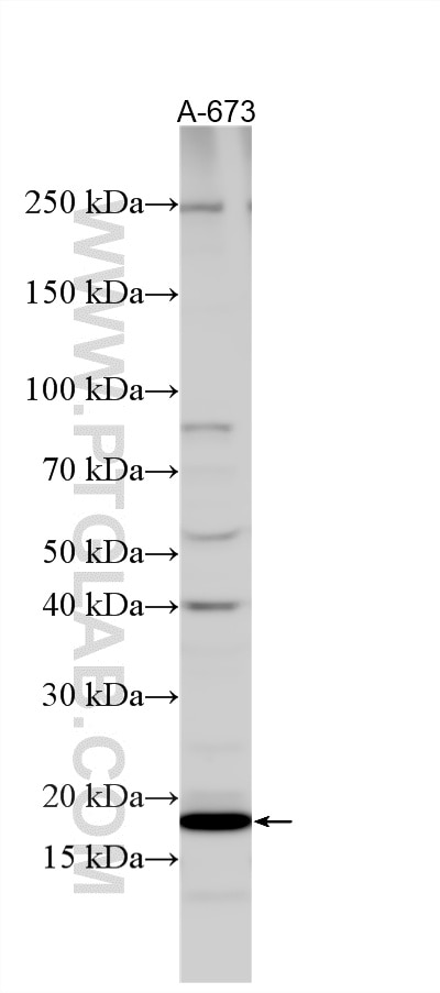 Western Blot (WB) analysis of various lysates using FUNDC1 Polyclonal antibody (28519-1-AP)