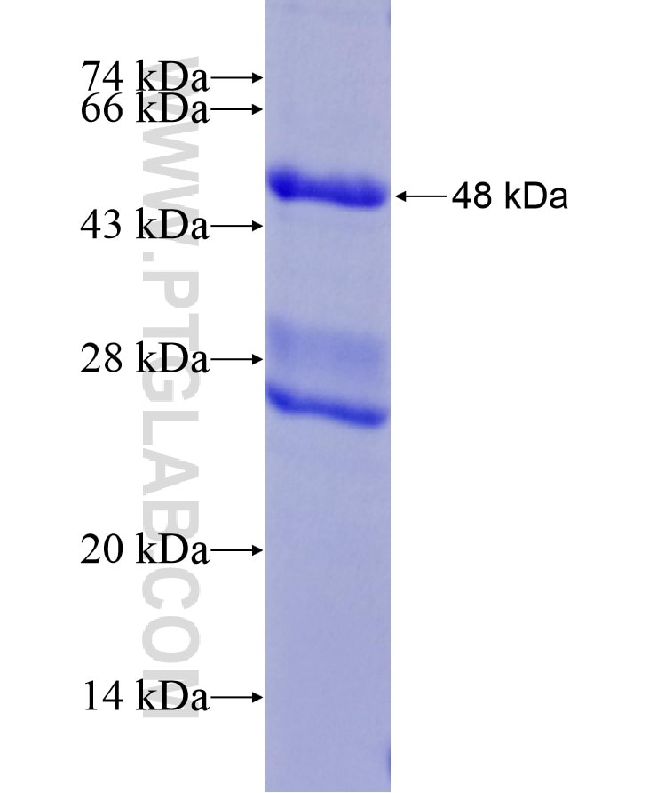 FUNDC1 fusion protein Ag18303 SDS-PAGE