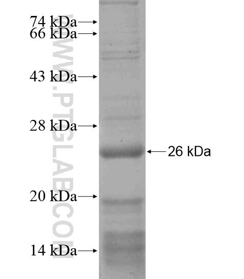 FUNDC1 fusion protein Ag18600 SDS-PAGE