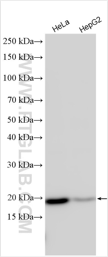 Western Blot (WB) analysis of various lysates using FUNDC2 Polyclonal antibody (19832-1-AP)