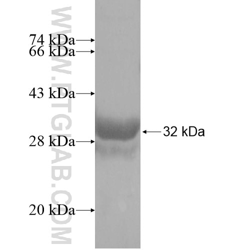 FUNDC2 fusion protein Ag13800 SDS-PAGE