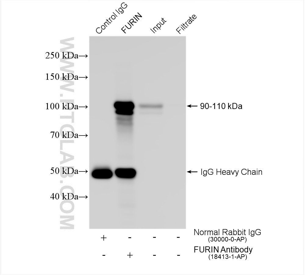 Immunoprecipitation (IP) experiment of HeLa cells using FURIN Polyclonal antibody (18413-1-AP)