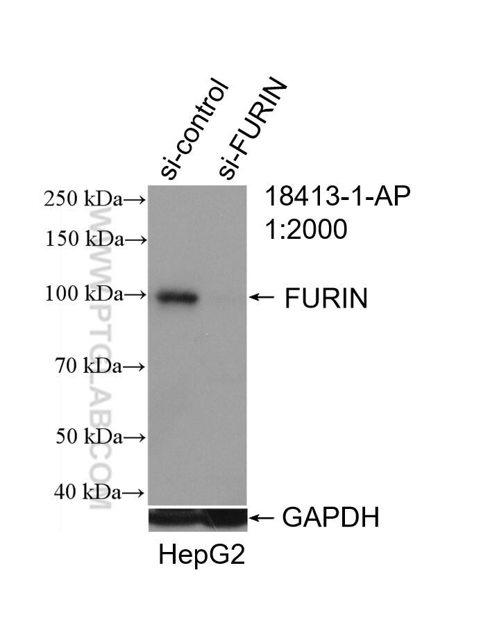 Western Blot (WB) analysis of HepG2 cells using FURIN Polyclonal antibody (18413-1-AP)