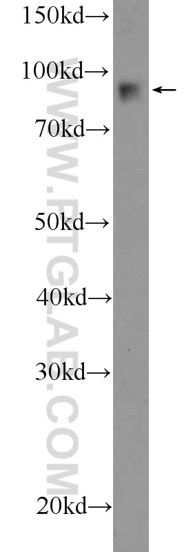 FURIN Polyclonal antibody