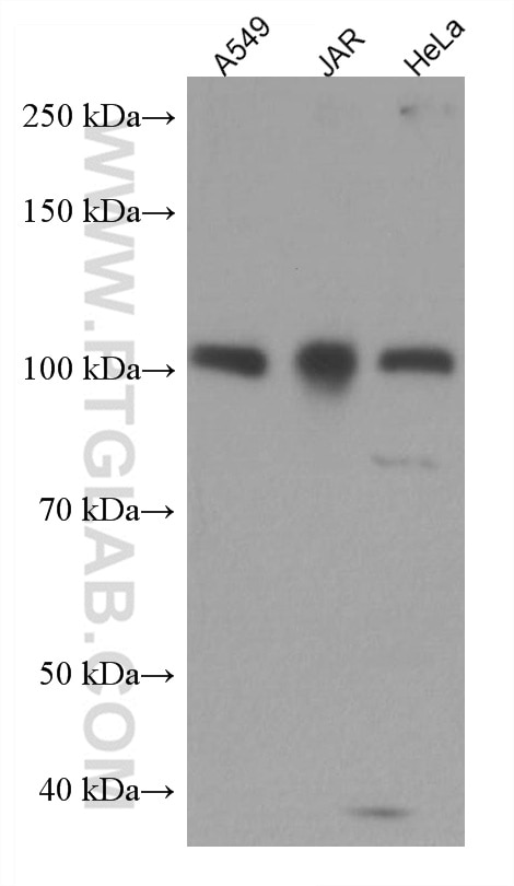 Western Blot (WB) analysis of various lysates using FURIN Monoclonal antibody (67481-1-Ig)