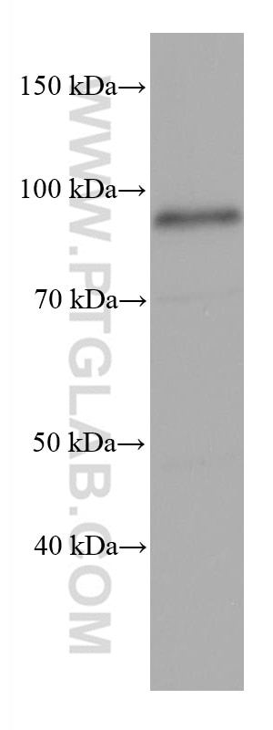 Western Blot (WB) analysis of NIH/3T3 cells using FURIN Monoclonal antibody (67481-1-Ig)