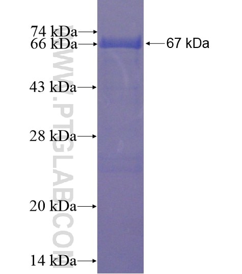 FURIN fusion protein Ag13261 SDS-PAGE
