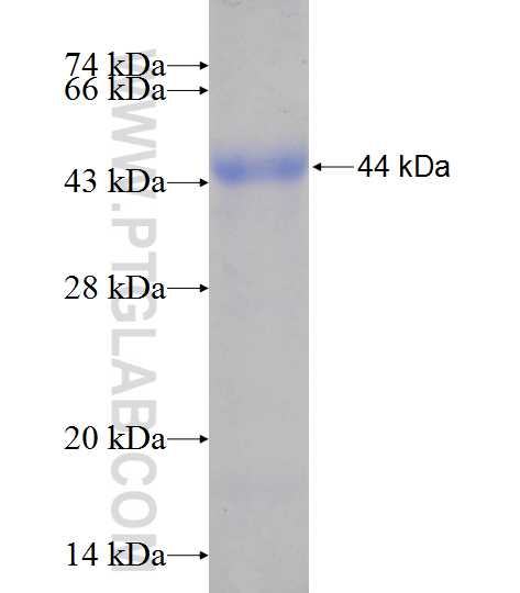FURIN fusion protein Ag13313 SDS-PAGE