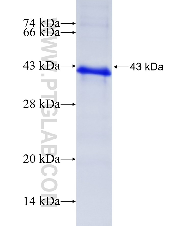 FURIN fusion protein Ag13313 SDS-PAGE