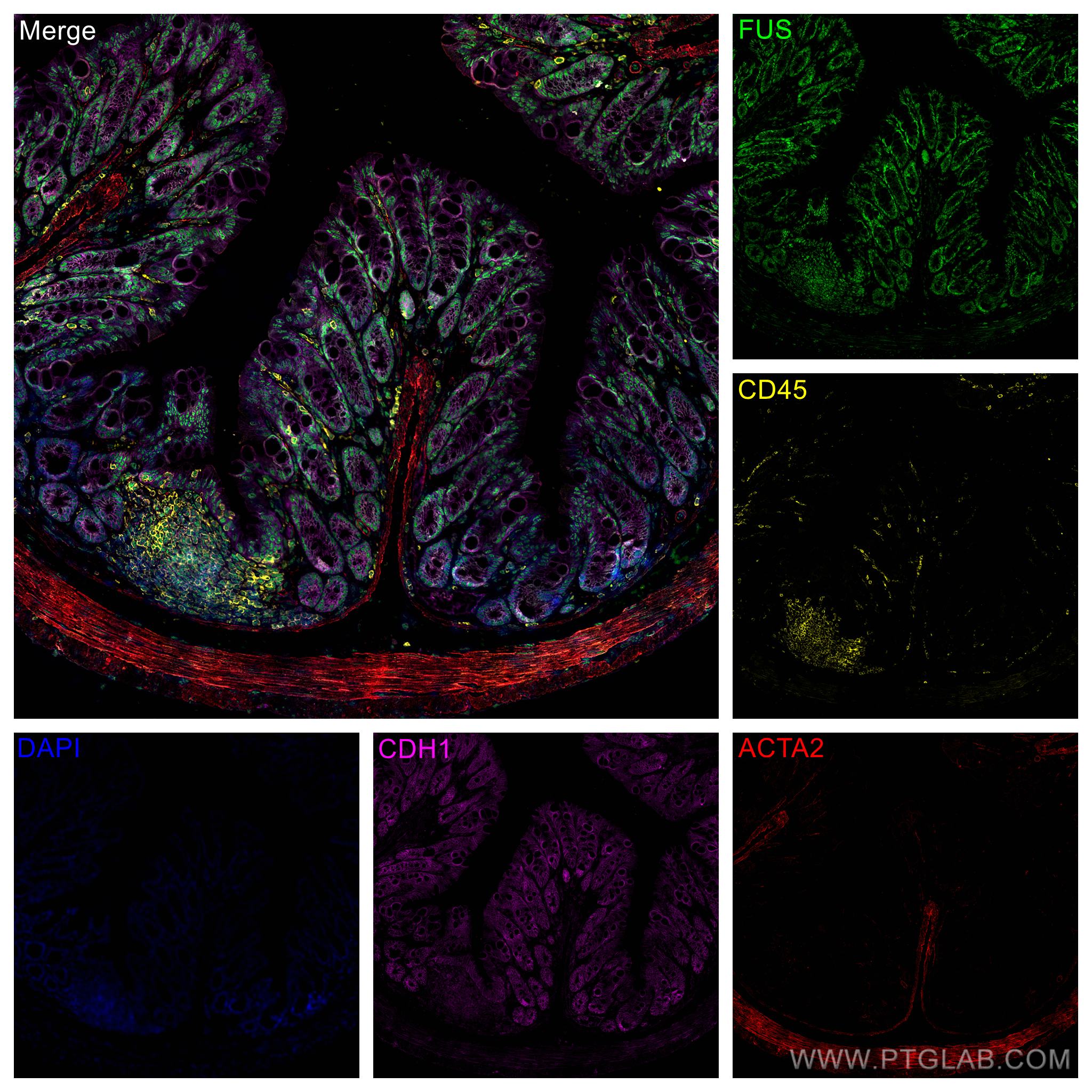 Immunofluorescence (IF) / fluorescent staining of mouse colon tissue using FUS/TLS Polyclonal antibody (11570-1-AP)