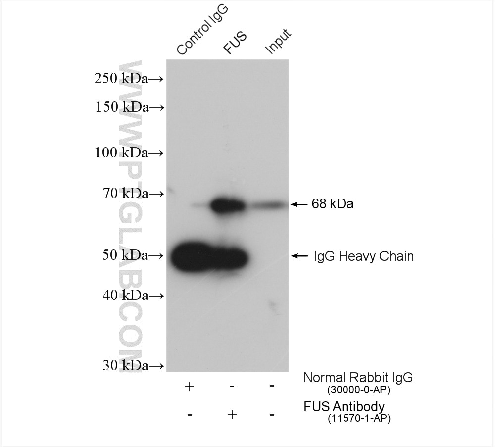 Immunoprecipitation (IP) experiment of K-562 cells using FUS/TLS Polyclonal antibody (11570-1-AP)