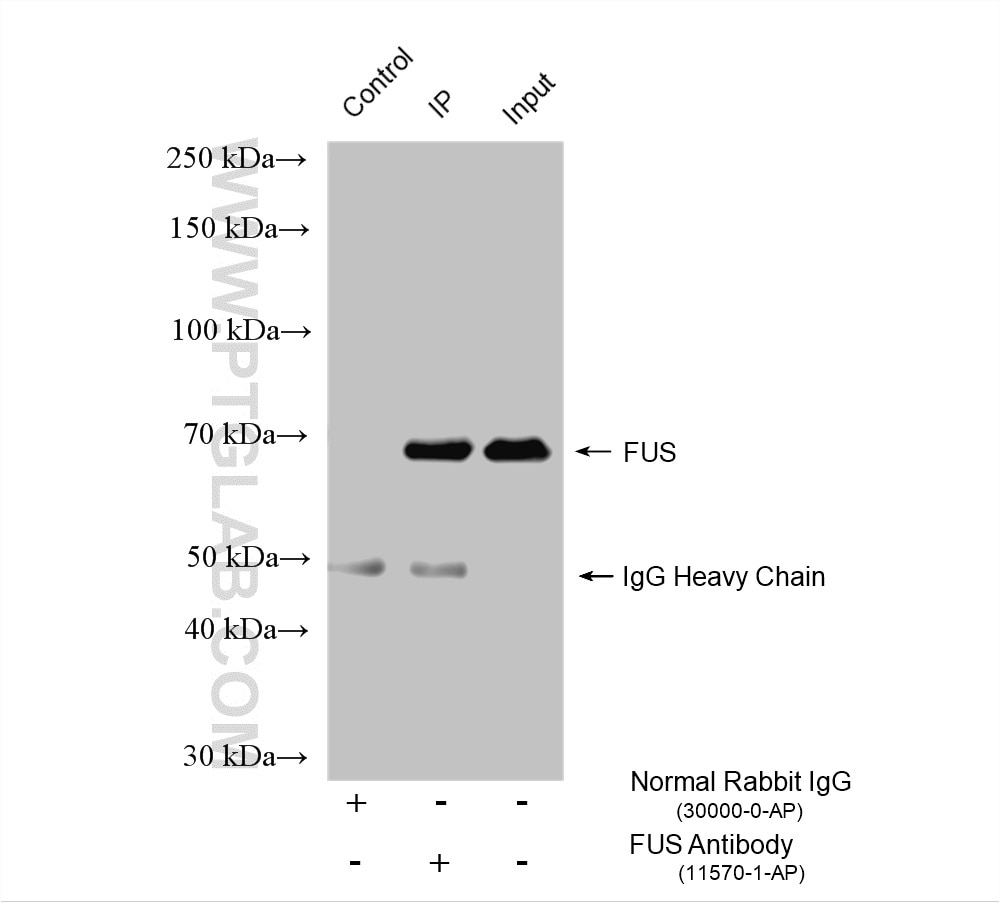 Immunoprecipitation (IP) experiment of K-562 cells using FUS/TLS Polyclonal antibody (11570-1-AP)
