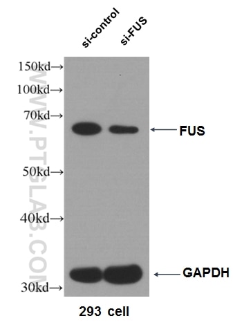 WB analysis of HEK-293 using 11570-1-AP