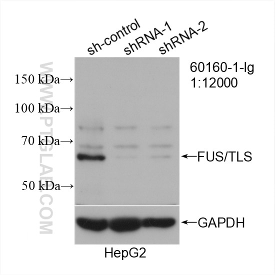 Western Blot (WB) analysis of HepG2 cells using FUS/TLS Monoclonal antibody (60160-1-Ig)