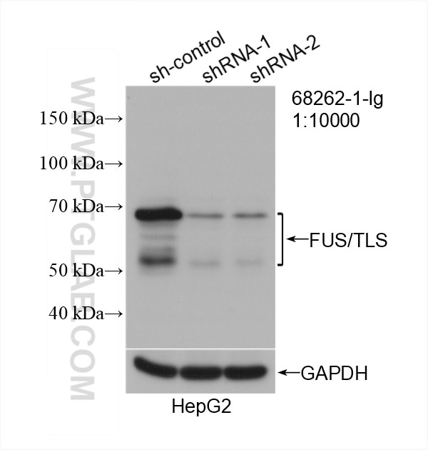 Western Blot (WB) analysis of HepG2 cells using FUS/TLS Monoclonal antibody (68262-1-Ig)