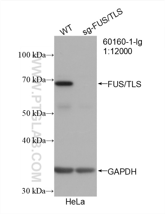 Western Blot (WB) analysis of HeLa cells using FUS/TLS Monoclonal antibody (68262-1-Ig)