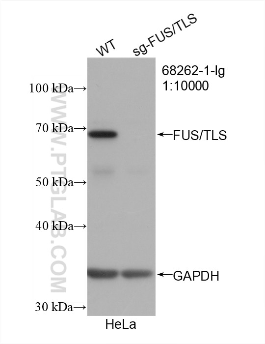 WB analysis of HeLa using 68262-1-Ig