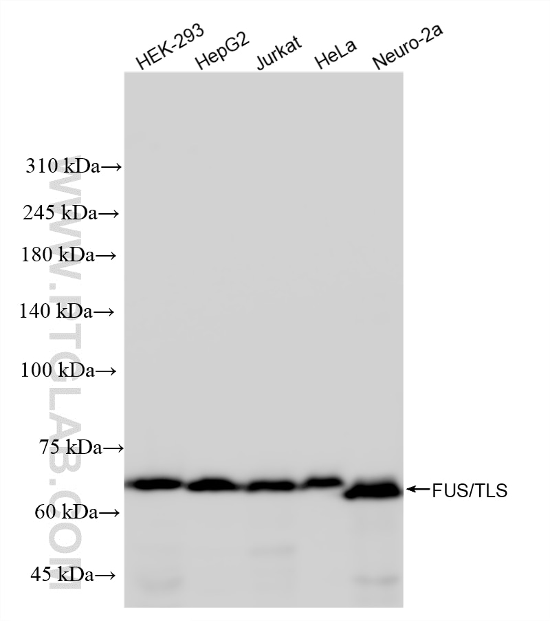 WB analysis using 87839-1-RR (same clone as 87839-1-PBS) Western Blot (WB) analysis of various lysates using FUS/TLS Recombinant monoclonal antibody (87839-1-RR)