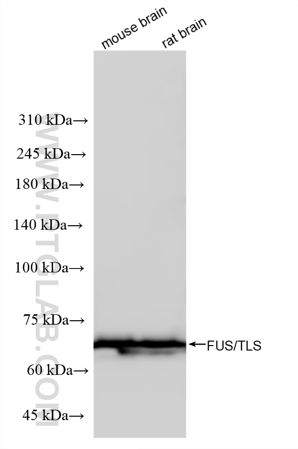 WB analysis using 87839-1-RR (same clone as 87839-1-PBS) Western Blot (WB) analysis of various lysates using FUS/TLS Recombinant monoclonal antibody (87839-1-RR)