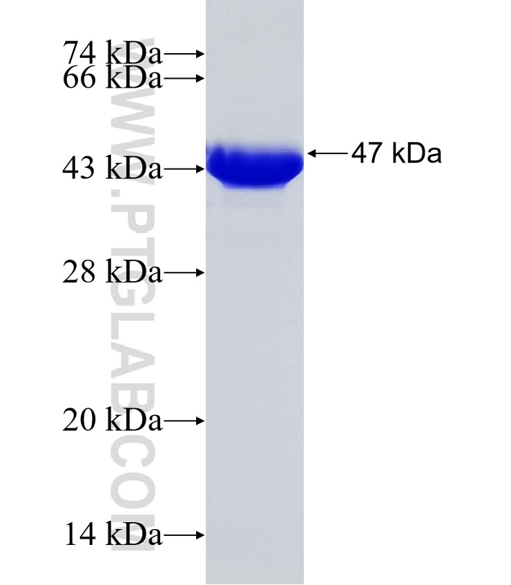 FUS/TLS fusion protein Ag31799 SDS-PAGE