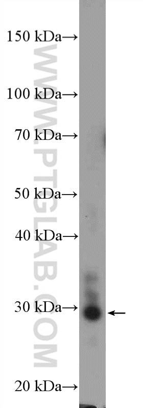 Western Blot (WB) analysis of HepG2 cells using FUSIP1 Polyclonal antibody (10131-1-AP)