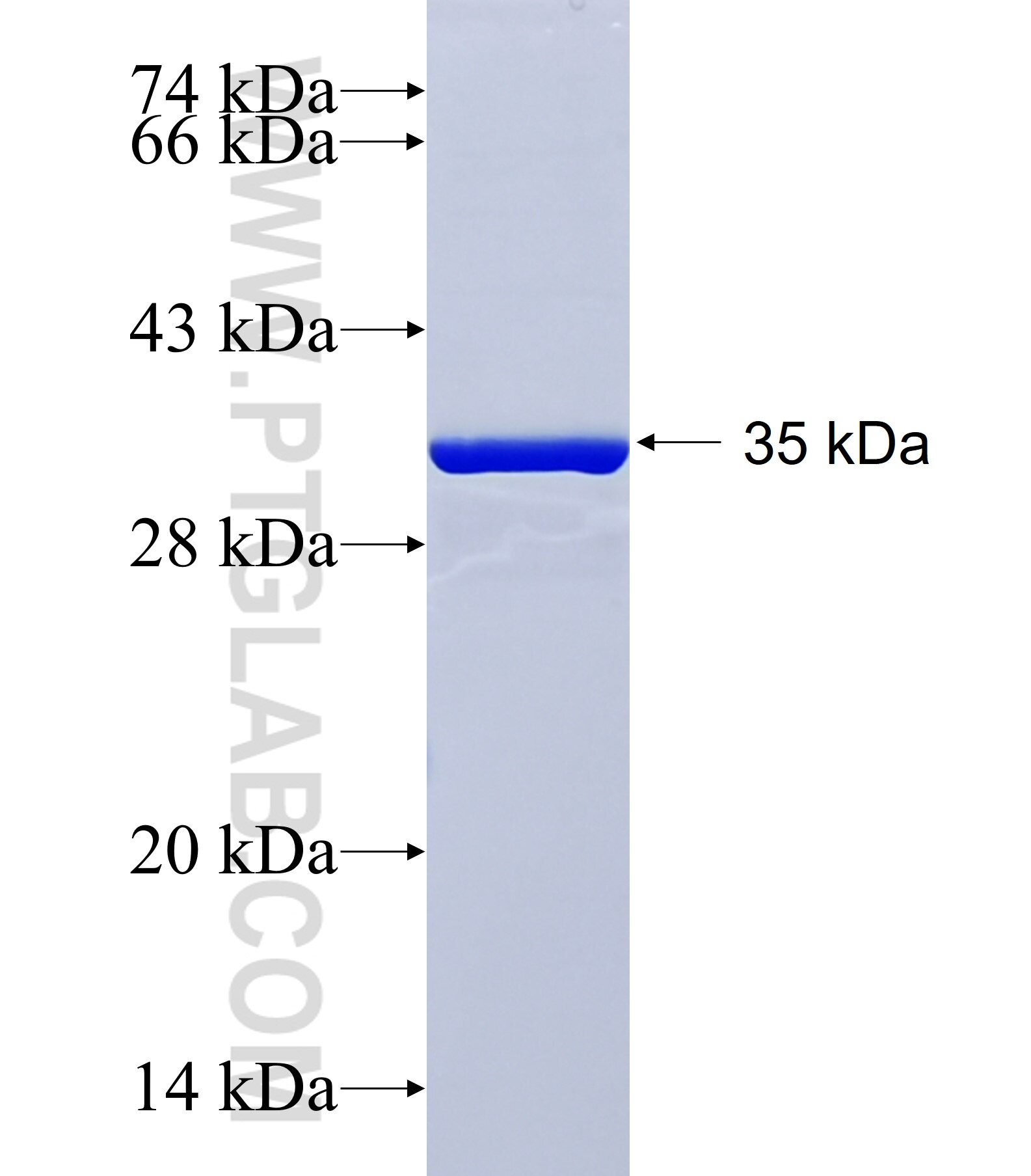 FUSIP1 fusion protein Ag40422 SDS-PAGE