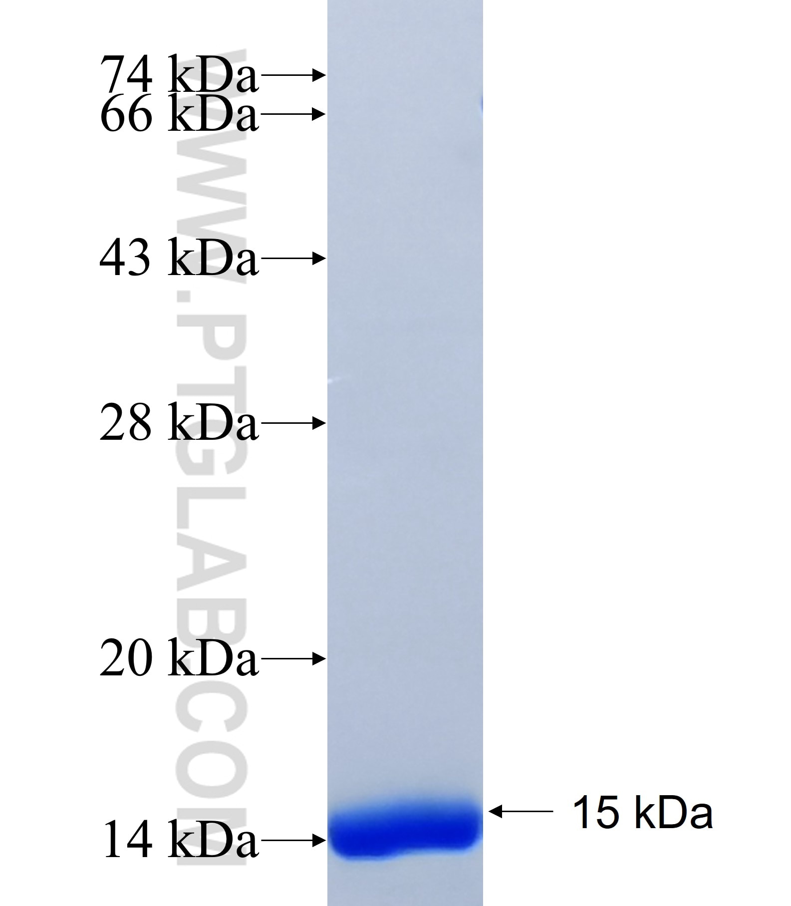 FUSIP1 fusion protein Ag40852 SDS-PAGE