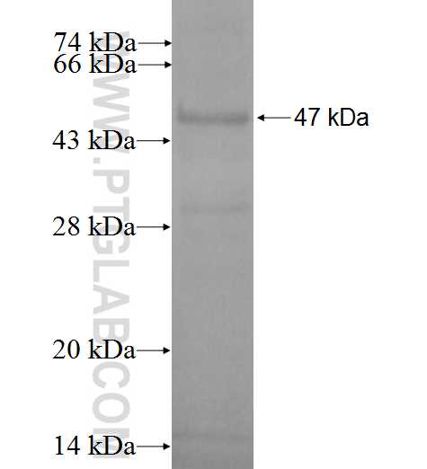FUSIP1 fusion protein Ag0176 SDS-PAGE