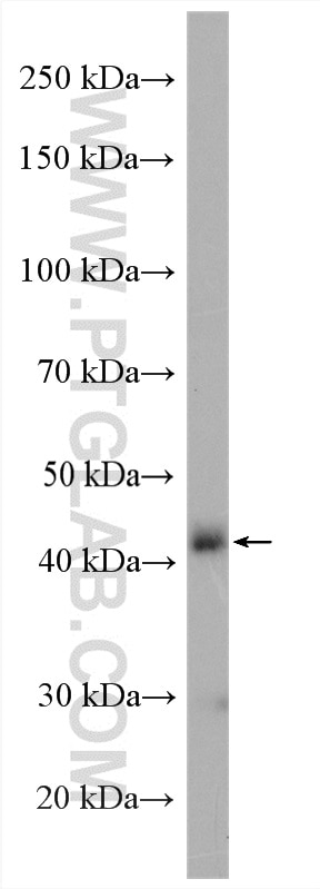 Western Blot (WB) analysis of mouse liver tissue using FUT1 Polyclonal antibody (17956-1-AP)